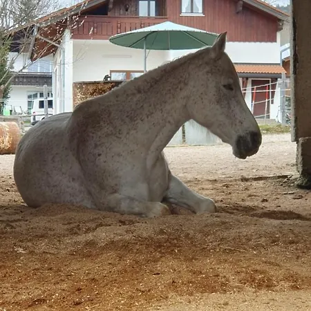 Ponyhof Schoellang * Oberstdorf
